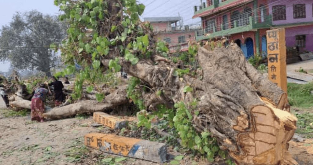 Cabinet eases tree-felling approvals for major infrastructure work